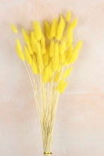 Lagurus Bundle Yellow 50 Stems(approx) Lagurus Bundle Yellow 50 Stems(approx)
