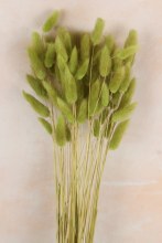 Lagurus Bundle Olive Green 50 stems( approx) Lagurus Bundle Olive Green 50 stems( approx)