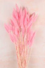 Lagurus Bundle Pale Pink 50 Stems(approx) Lagurus Bundle Pale Pink 50 Stems(approx)