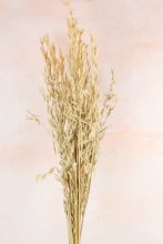 Dried Natural Oats Bundle Dried Natural Oats Bundle