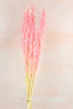 Dried Pink Oats Bundle Dried Pink Oats Bundle