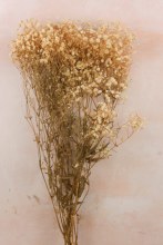 Preserved Gypsophelia 80cm Bunch White