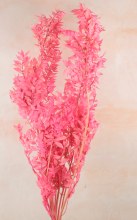 Additional picture of Dried Ruscus Bunch Pink