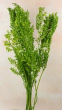 Additional picture of Dried Ruscus Bunch Green
