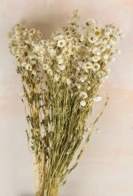 Dried Daisy Bundle 50g (approx) Dried Daisy Bundle 50g (approx)