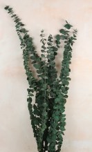 Preserved Eucalyptus Bundle