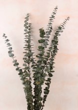 Preserved Eucalyptus Green