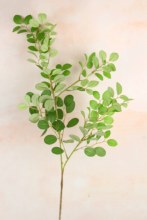 LEAF STEM 65CM GREEN