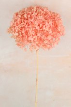 Preserved Hydrangea Pink 50cm