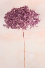Preserved Hydrangea Lilac 50cm
