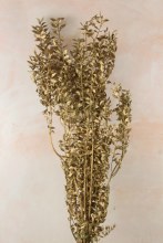 Dried Ruscus Bunch Gold