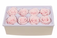 Additional picture of Preserved Roses( Box of 8) 6cm Pale Pink