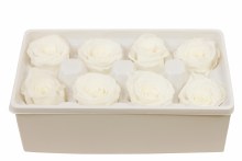 Additional picture of Preserved Roses( Box of 8) 6cm Pale Ivory