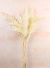Additional picture of Bleached Dried Pampas Grass 75cm x 9 stems