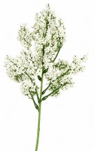 Holly Berry Fruit Stem White 37cm