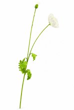 Faux Poppy Stem 43" Ivory
