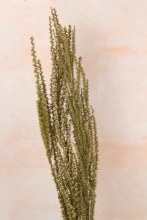 TreTree Foliage Preserved 75g