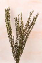 Preserved Teatree stems 50-60cm 75g