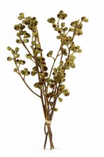 Dried Ambernut Branch x 5 Stems Natural