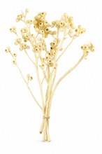 Dried Ambernut Branch x 5 Bleached