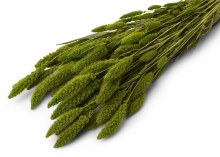 Dried Setaria Basil 50cm/60cm 75g