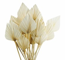 Dried PalmSpear x 20 Bleached