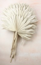 Dried Sun Spear White Wash x 20