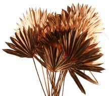 Dried Sun Spear Metallic Copper x 20