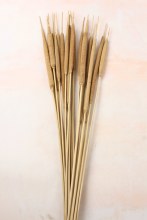 Dried Reed Spadix Medium x 20 Natural