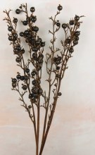 Dried Black Berry Stems x 4