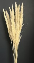 Bleached Pampas Stems 1m x 10 Stems