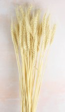 Dried Wheat 100g x 75cm Bleached