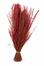 Dried Star Grass Coral 150g