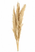 Pampas Stems 80cm x 7