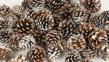 White Tip Pine Cone 1kg