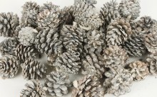 Frosted Pine Cone 1kg