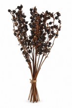 Dried Blackberry Pod Stems x 12 60cm