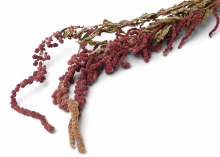 Dried Amaranthus Red 75g