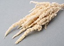 Dried Amaranthus Thumb Bleached 75g