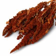 Dried Amaranthus Thumb Orange 10-35cm 75g