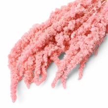 Dried Amaranthus Thumb Pale Pink 75g Dried Amaranthus Thumb Pale Pink 75g