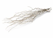 Curly Willow Bundle White Wash 50-60cm