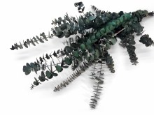 Preserved Eucalyptus Blue/ Green 75g