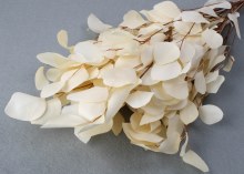 Eucalyptus Populus Bleached 75g Eucalyptus Populus Bleached 75g
