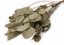 Eucalyptus Populus Natural Green 40-50cm 75gr