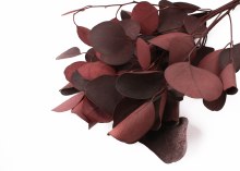 Dried Eucalyptus Populus Red 75g Dried Eucalyptus Populus Red 75g