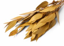 Eucalyptus Willow Aspen Gold 40-50cm 75g