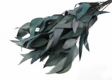 Dried Eucalyptus Willow Blue 75g