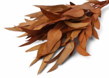Dried Eucalyptus Willow Terracotta 75g