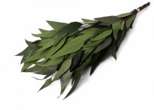 Dried Eucalyptus Willow Green 75g Dried Eucalyptus Willow Green 75g